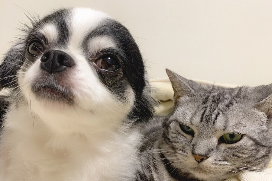 お迎えを待つ犬と猫