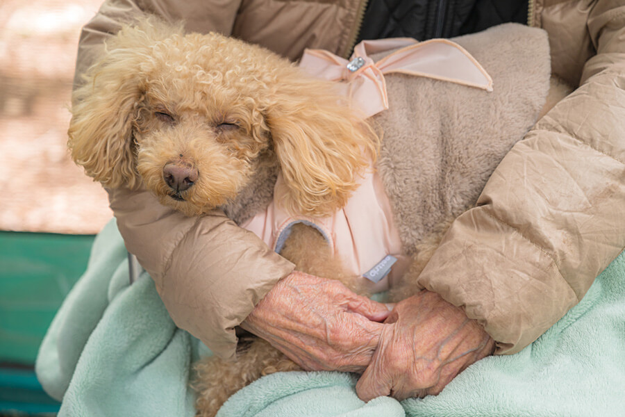 シニアと愛犬